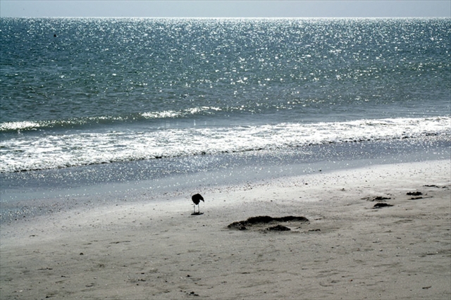 bird, breaker, beach